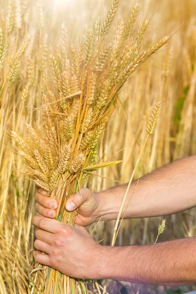 Golden wealth — Stock Photo, Image